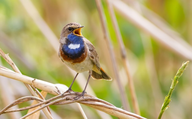 Bluethroat Luscinia svecica Cyanecula Um pássaro cantando senta-se em uma haste de junco