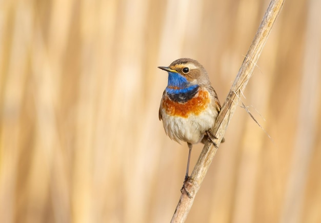 Bluethroat Luscinia svecica El macho se sienta en un tallo de caña contra un hermoso fondo