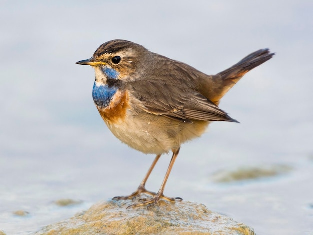 Bluethroat Luscinia svecica Málaga Espanha