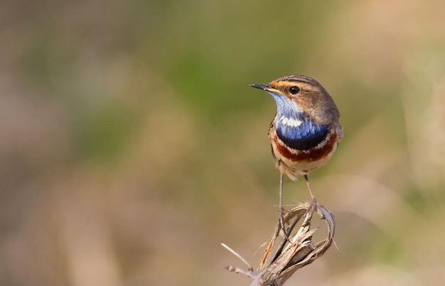 Bluethroat Luscinia svecica No início da manhã o pássaro senta-se em um galho quebrado