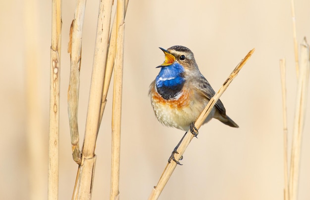 Bluethroat Luscinia svecica O pássaro macho senta-se em uma haste de cana e canta