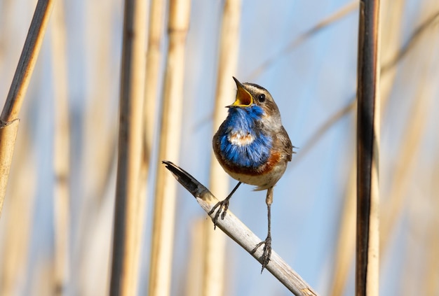 Bluethroat Luscinia svecica O pássaro senta-se em uma haste de cana e canta