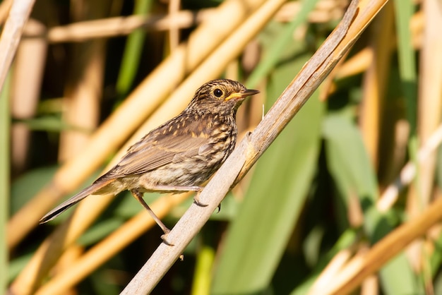 Bluethroat Luscinia svecica El pájaro joven se sienta en un tallo de caña