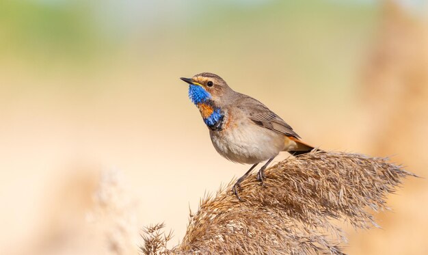 Bluethroat Luscinia svecica El pájaro macho se sienta en la parte superior de la caña sobre un hermoso fondo