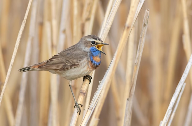 Bluethroat Luscinia svecica El pájaro macho se sienta en un tallo de caña y canta