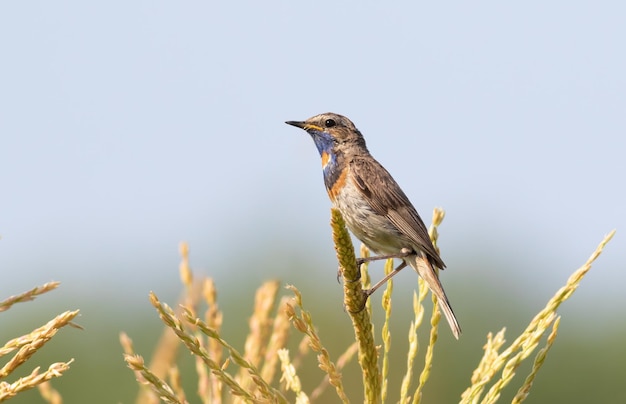 Bluethroat Luscinia svecica El pájaro macho se sienta en un tallo de planta contra el cielo