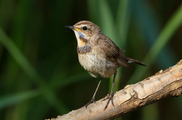 Bluethroat Luscinia svecica Un pájaro se sienta en una rama de árbol cerca del río