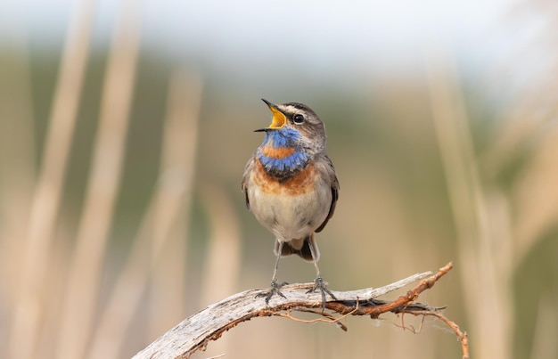 Bluethroat Luscinia svecica Un pájaro se sienta en una rama seca y canta