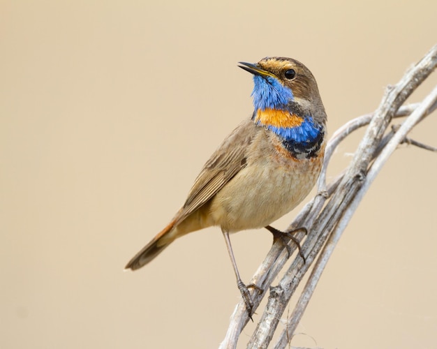 Bluethroat Luscinia svecica El pájaro se sienta en una rama