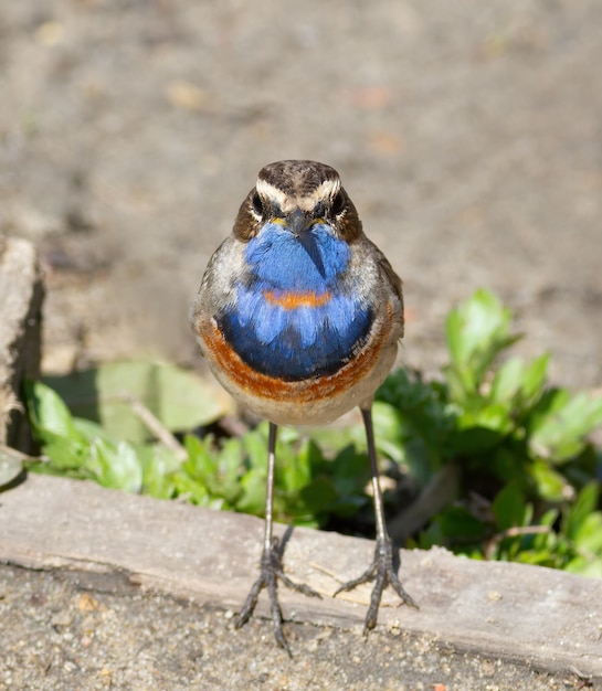 Bluethroat Luscinia svecica Un pájaro se para en el suelo y mira a la lente