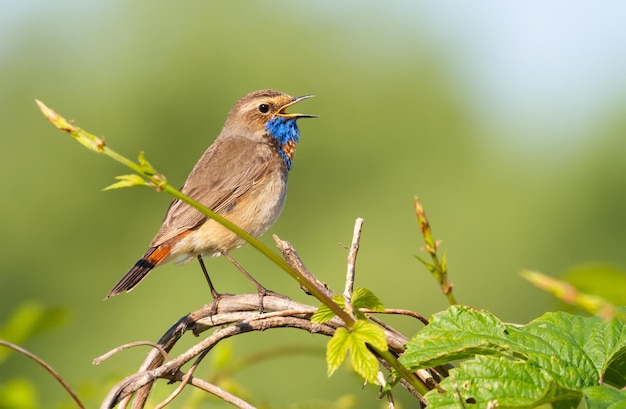 Bluethroat Luscinia svecica Primavera temprano en la mañana junto al río El pájaro cantor se sienta en un tallo de una planta sobre un hermoso fondo verde