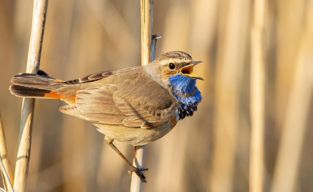 Bluethroat Luscinia svecica Um pássaro cantando em uma haste de junco na margem do rio