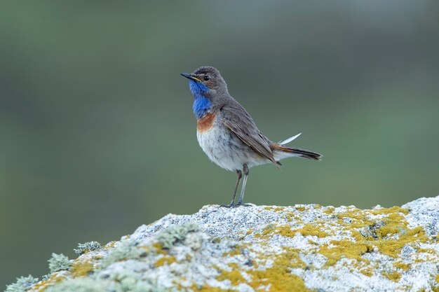 Bluethroat masculino na época de reprodução com a primeira luz do amanhecer em uma rocha em seu território