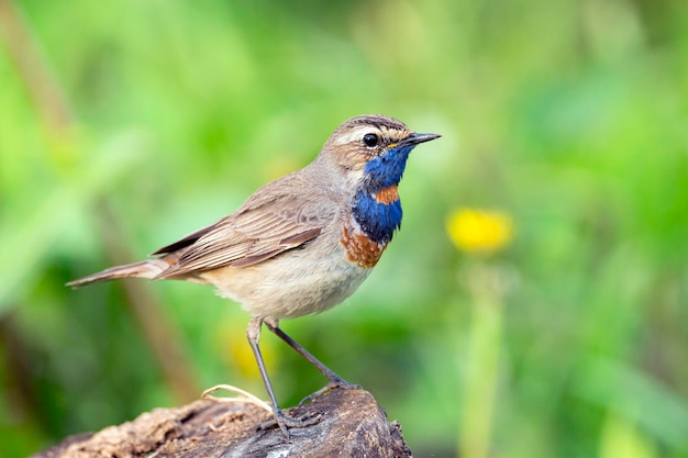 Bluethroat senta-se no chão