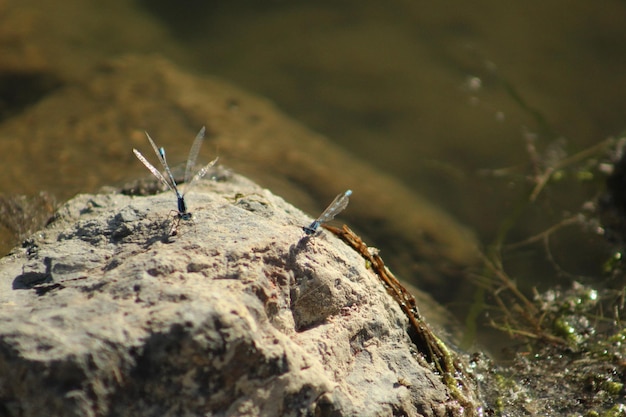 Foto bluets familiares em uma rocha ensolarada