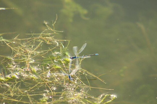 Bluets familiares en la superficie del agua