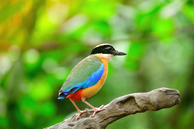 Bluewingedpitta una especie de pájaro que los observadores de aves prestan atención debido a los hermosos colores y su hermosa voz de canto