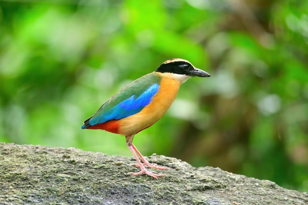 Foto bluewingedpitta una especie de pájaro que los observadores de aves prestan atención debido a los hermosos colores y su hermosa voz de canto