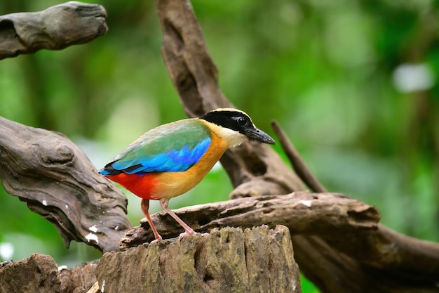 Foto bluewingedpitta una especie de pájaro que los observadores de aves prestan atención debido a los hermosos colores y su hermosa voz de canto