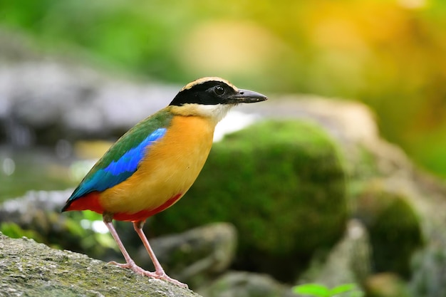 Bluewingedpitta ist eine Vogelart, auf die Vogelbeobachter wegen der schönen Farben und ihrer schönen Singstimme achten