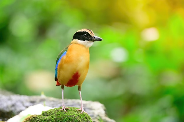 Foto bluewingedpitta ist eine vogelart, auf die vogelbeobachter wegen der schönen farben und ihrer schönen singstimme achten
