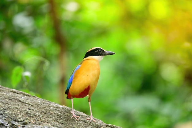 Foto bluewingedpitta um tipo de pássaro que os observadores de pássaros prestam atenção por causa das belas cores e sua bela voz cantada