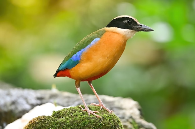 Bluewingedpitta um tipo de pássaro que os observadores de pássaros prestam atenção por causa das belas cores e sua bela voz cantada