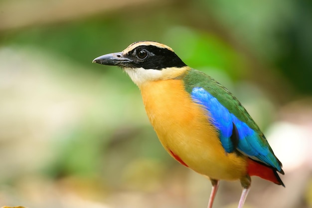Bluewingedpitta um tipo de pássaro que os observadores de pássaros prestam atenção por causa das belas cores e sua bela voz cantada