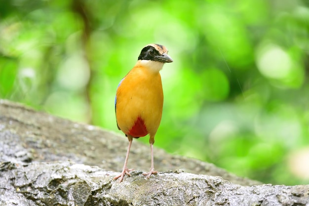 Bluewingedpitta um tipo de pássaro que os observadores de pássaros prestam atenção por causa das belas cores e sua bela voz cantada