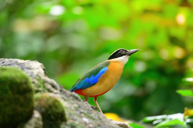 Bluewingedpitta um tipo de pássaro que os observadores de pássaros prestam atenção por causa das belas cores e sua bela voz cantada