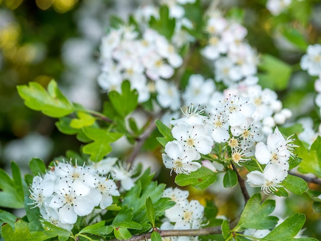 Blume am Baum im Park