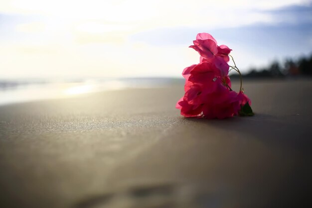 Blume an einem Sandstrand