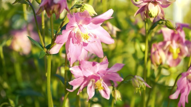 Blume Aquilegia vulgaris Lateinische Aquilegia vulgaris oder Catchment Columbine Großmutterhut im Frühlingsgarten