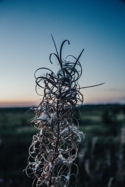 Foto blume auf dem feld