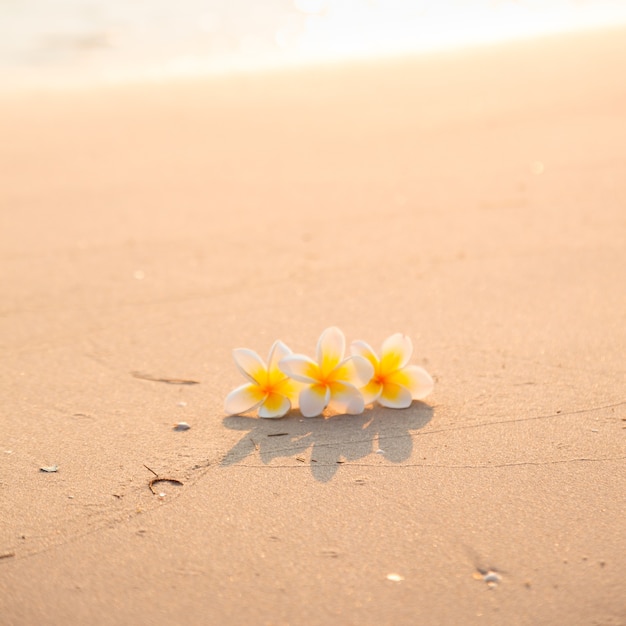 Blume auf dem Sand