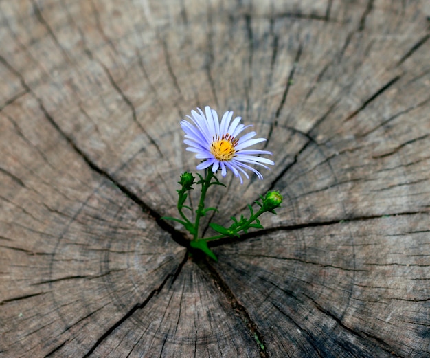 Blume auf dem Stumpf geboren