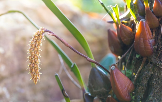 Blume auf dem tropischen Gebiet