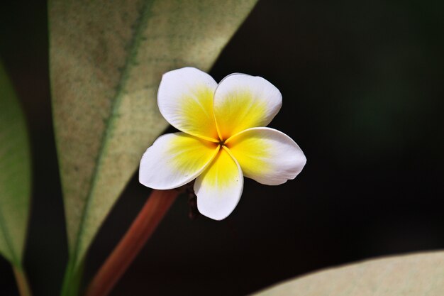 Blume auf Gefängnisinsel von Sansibar, Tansania