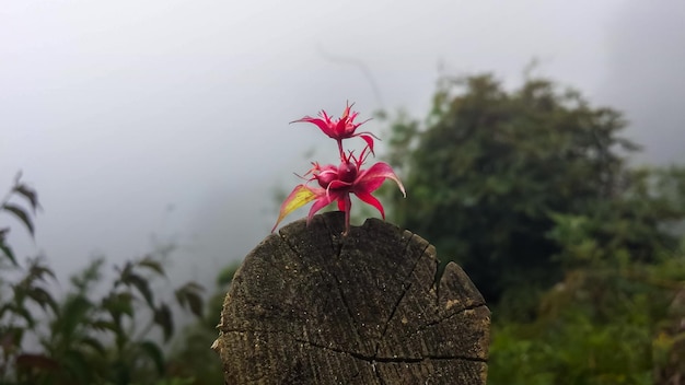 Blume auf Holzplatte