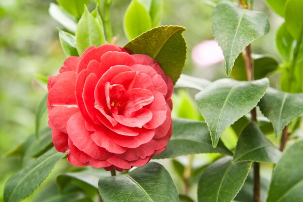 Blume auf natürlichem Hintergrund