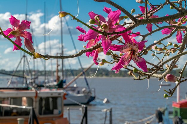 Blume aus nächster Nähe