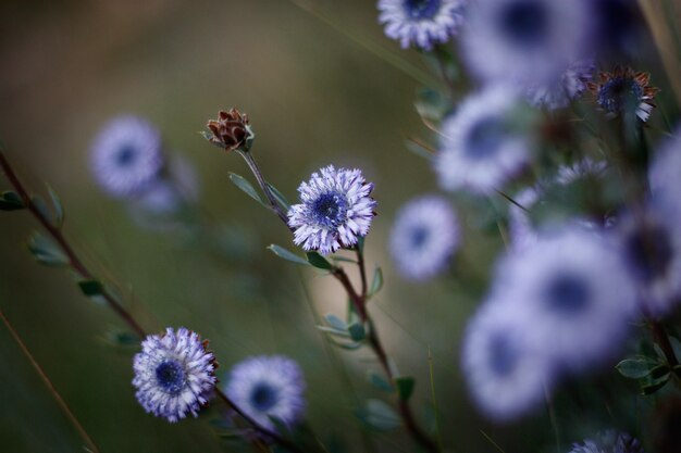 Blume blau Globularia alypum heimisch im Mittelmeerraum in Griechenland Frankreich Italien Spanien etc