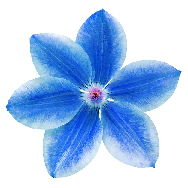 Foto blume blaue clematis isoliert auf weißem hintergrund objekt mit floralem muster flache ansicht von oben