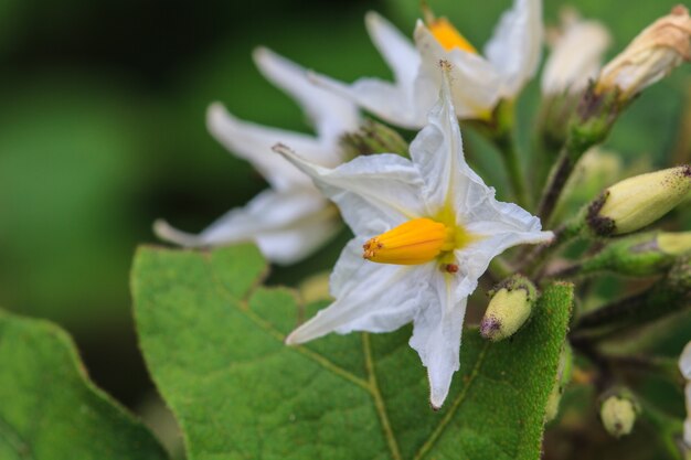 Blume der Aubergine