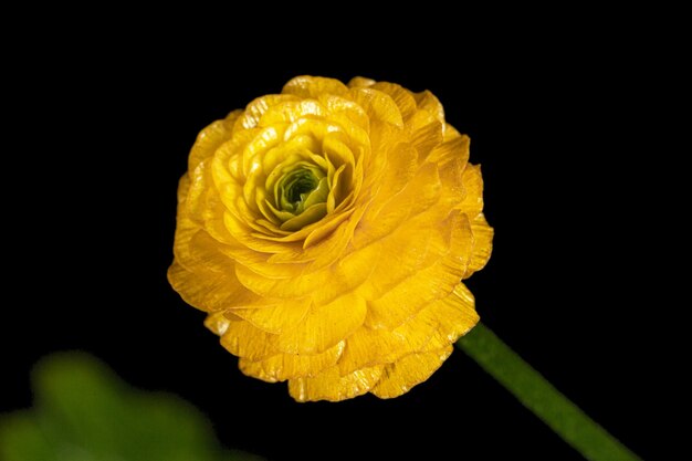 Blume der Butterblume lokalisiert auf schwarzem Hintergrund