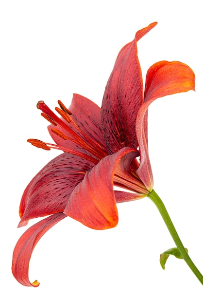 Blume der dunkelroten Lilie getrennt auf weißem Hintergrund
