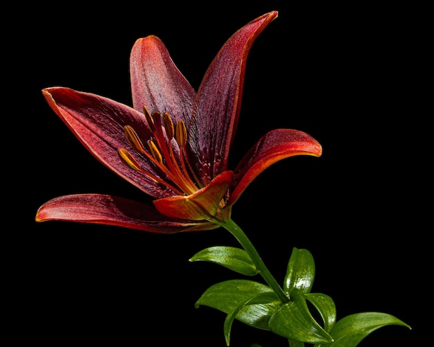 Blume der dunkelroten Lilie lokalisiert auf schwarzem Hintergrund