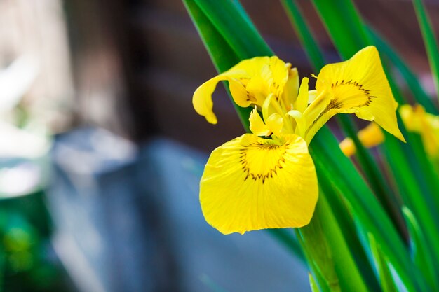 Blume der gelben Iris (Iris pseudacorus) Nahaufnahme