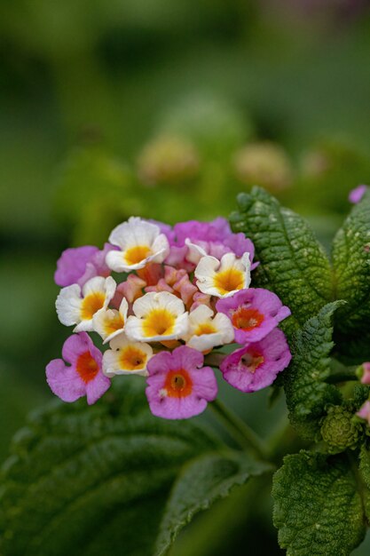 Blume der Gemeinen Lantana der Art Lantana camara mit selektivem Fokus