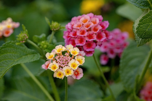 Blume der Gemeinen Lantana der Art Lantana camara mit selektivem Fokus